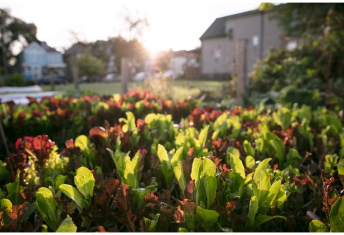 Planting the Seeds of Investment