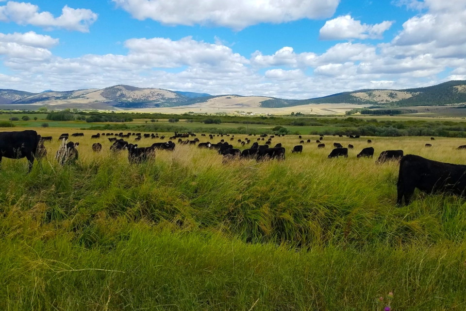 Financing from Steward Land Acquisition Steward