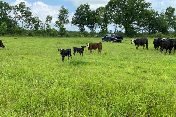 Harris Cattle Company