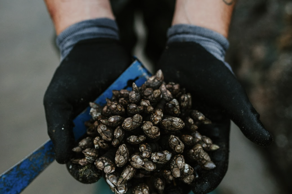 Bayocean Shellfish Company