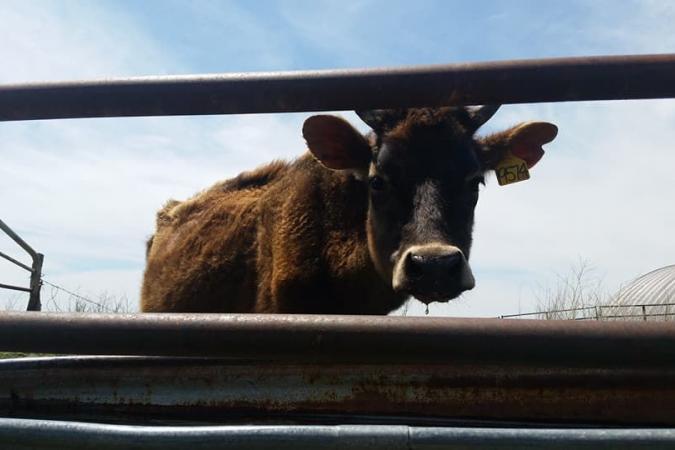 Clear Creek Family Farm