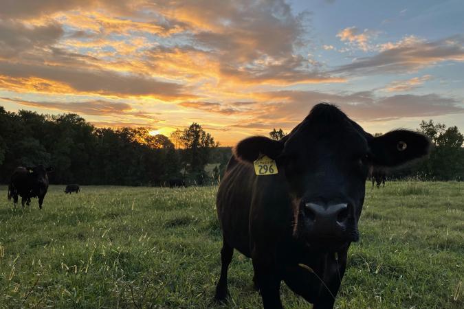 Little Springs Cattle Co