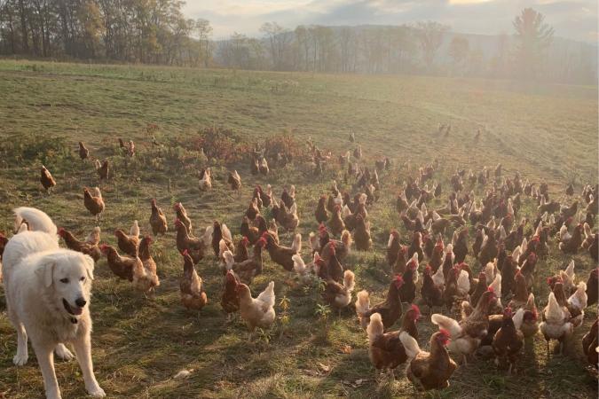 YundWell Pastured Poultry