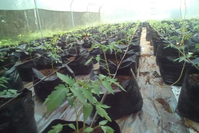 Green Organic Farming In Naivasha Kenya.