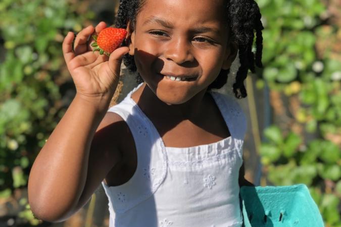 No Spray U-Pick Strawberry Farm