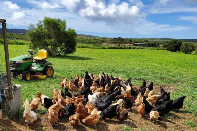 Holistically Managed Poultry Farm Expansion