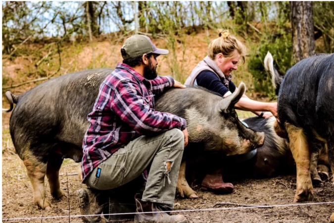 Fencing & Caterpillar Tunnel Purchase