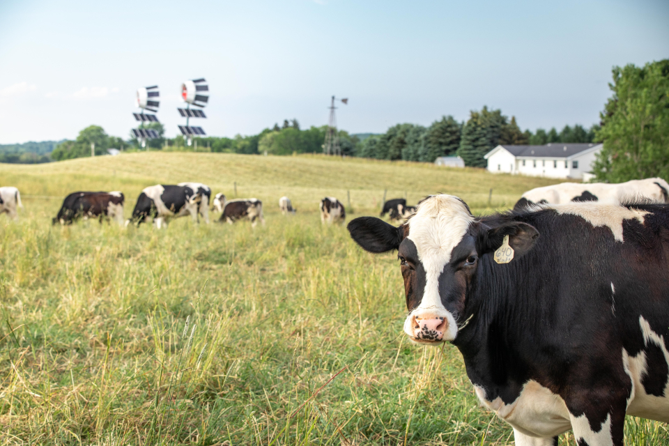 Expanding Organic Milking Herd At NY Dairy