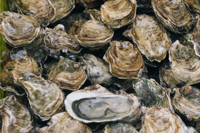 Micro-Hatchery For Oyster Seed Production