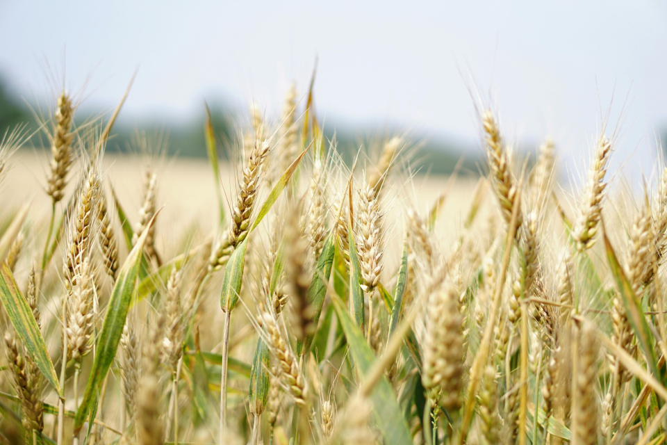 Financing Expansion Capital For Organic Grain Pioneers