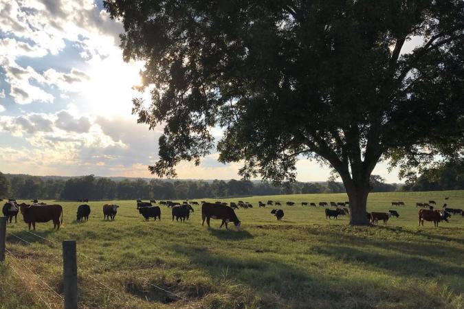 Holistically Managed Herd Purchase