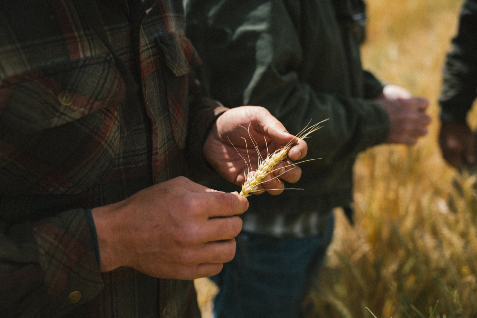 Financing Payments To 2026 Grain Farmers For Skagit Mill