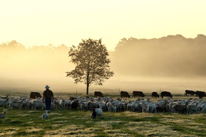 White Oak Pastures Direct To Consumer Grass Fed Meat White Oak   6720cb698e84ede6b3d142e893742435 