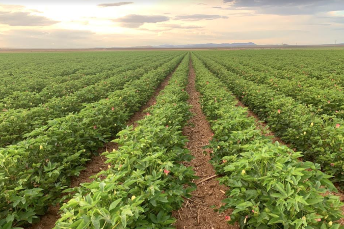 2024 AEA Biological Inputs Loan