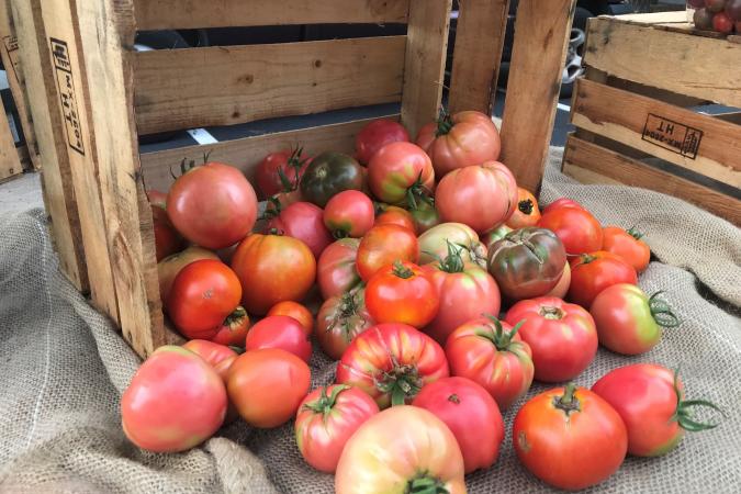 Greenhouses For Heirloom Tomato Production