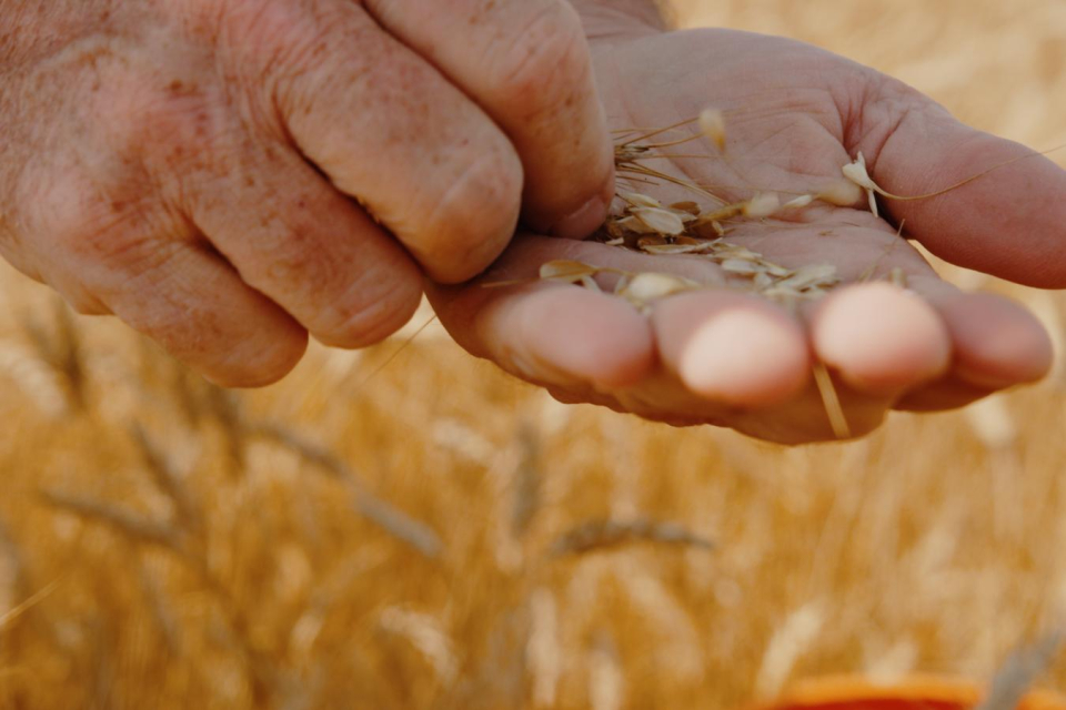 Financing Payments To 2024 Grain Farmers