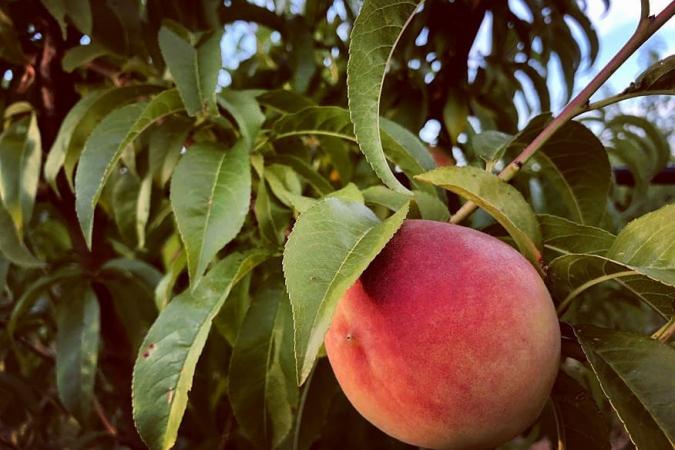 Deposit For Land Expansion