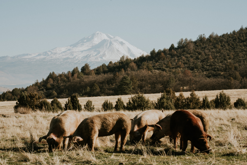 Working Capital To Scale  Direct-to-Consumer Sales