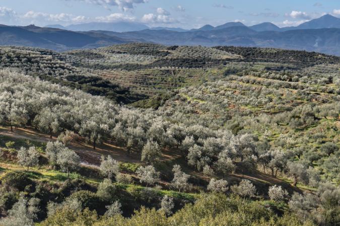 Inventory Financing For Big Picture Foods Expansion