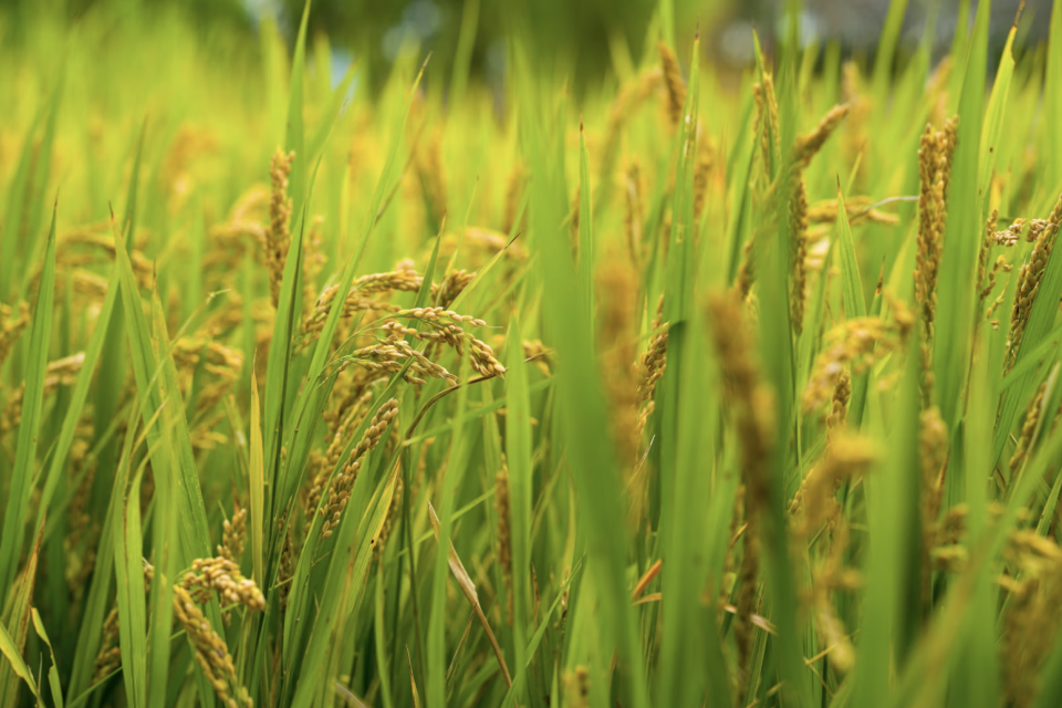 Financing 2025 Rice Inventory For Family Rice Mill