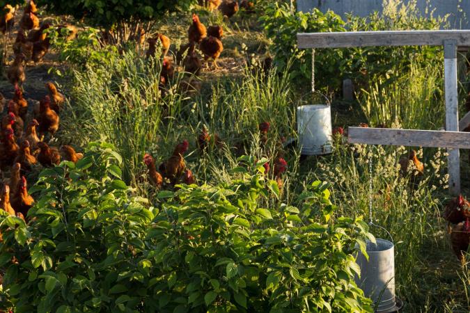 Feed & Chick Purchase For Holistic Agroforestry Farms