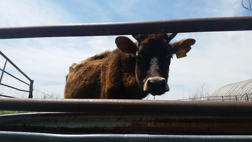 Fencing & Infrastructure Improvements